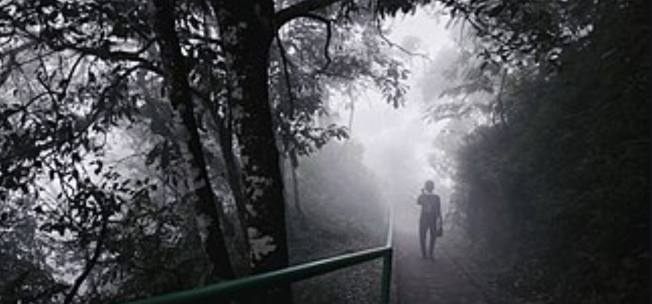 Thick mist covering the forest area of Mount Merapi National Park, October 8, 2022, CC BY-SA 4.0.